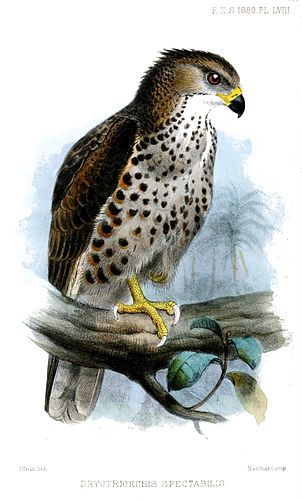 Congo serpent eagle